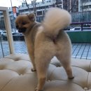 대치수동물병원 이미지