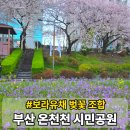 산짓물공원 공중화장실 | 부산 동래역 온천천 시민공원 보라 유채 소래풀 벚꽃 실시간 산책 후기