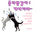 아니당
