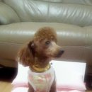 이쁜포리 이미지