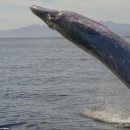 난다고래 이미지