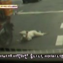 백구오토바이