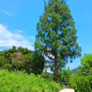 신야춘추 이미지