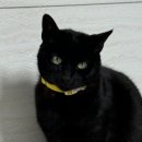 한국고양이혈액센터 | 고양이 헌혈 어디까지 알고계시나요? 한국고양이혈액센터 헌혈하고 온 후기!