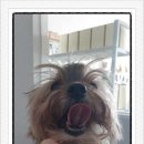 심쿵하개 이미지