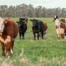 매우축산 이미지