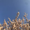 하구둑 | [공지] 서천 | 금강하구둑 벚꽃 군산 서천 드라이브 벚꽃길