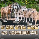 브라보성인관광나이트 | 🐺 대전 오월드 '초혜자 나이트 사파리 10,500원' 늑구 직관 꿀팁 후기｜대전 동물원 아이와가볼만한곳