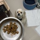 코리아 K9 애견훈련소 | [익산애견호텔][전주애견호텔] [익산중대형견호텔] 반려견 케어 잘 해주는 익산 램블 반려견호텔에서