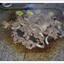 황금오리 이미지