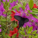 나비야~청산가자 이미지