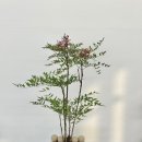 플로정아 - 11733 | 반려견 화분장, 대형견 화분장 플로정아 배송형 후기