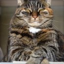 산책하는 고양이 | 안전한 고양이 산책 (고양이 목줄) 추천 후기