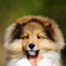 골든베릴셀티 이미지