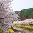 횡천면 | [공지] [하동 벚꽃 명소] 십리벚꽃길 말고 여기! 횡천강 &amp; 하동호 숨은 스팟 (주차/꿀팁)