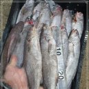 4월 14일(목) 목포는항구다 생선카페 판매생선[ "저렴" 민어(통치) / 홍어(국내산), 젓갈류 / "예약" 돌게장 ] 이미지