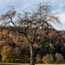 야옹하다 이미지