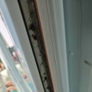 회현동 | 김해 회현동 샷시 모헤어 교체 봄철 필수 점검