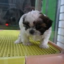 안양펫애견용품할인마트 이미지