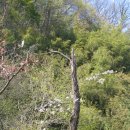 고목나무 이미지