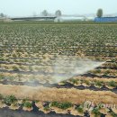 서춘천 친환경 영농조합법인 이미지