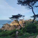 소나무부분정비 이미지