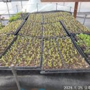 임상호농장 이미지