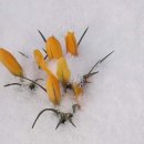 눈속에피는꽃 이미지