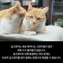 맴아픈 길고양이의 평균 수명 이미지