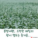 [여행정보]봉평여행, 소박한 메밀의 향이 맴도는 즐거움 ~ 이미지