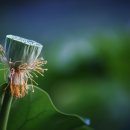 비실연꽃마을 이미지