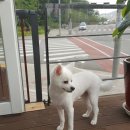 보드레도그 이미지