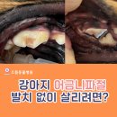 크라운 동물병원 이미지