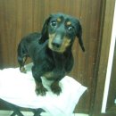 한사랑동물병원 이미지