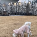 토르스테이 | [애견동반 숙소 추천] 춘천 토르스테이 촌캉스 감성 숙소 숙박 후기