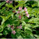 댕강 댕강 이미지