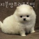 강아지 분양 프러포즈펫 이미지