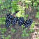 조경우농장 이미지