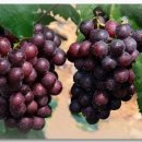 고대1091 이미지