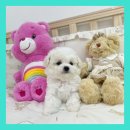 너를 만나다 | 진천애견샵 신중하게너를만나다