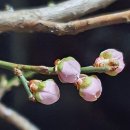 자연을 노래하다 이미지