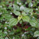 큰물통이 Pilea hamaoi Makino 이미지