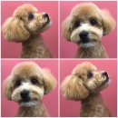 올리스 펫 쌀롱 이미지