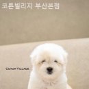 코튼빌리지 부산본점 | 부산강아지분양 코튼빌리지 부산본점 관리상태 좋은 분양처