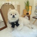 애견은 내친구 이미지