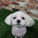 엄지애견미용 이미지