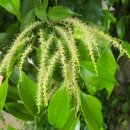 풀냄새꽃향기 이미지