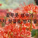 매정사거리  도립공원사무소 | 고창 선운산 꽃무릇 주차 완벽가이드 | 성수기 주차장 위치와 대기시간 줄이는 법