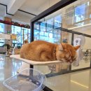 순진한 강아지 | 전주 고양이카페 추천 신시가지 실내데이트 가볼만한곳 굄 내돈지불 방문후기