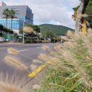 서호동-1 이미지